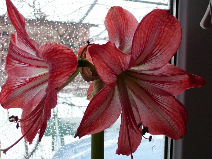 Вікторія Литус | Переяслав-Хмельницкий