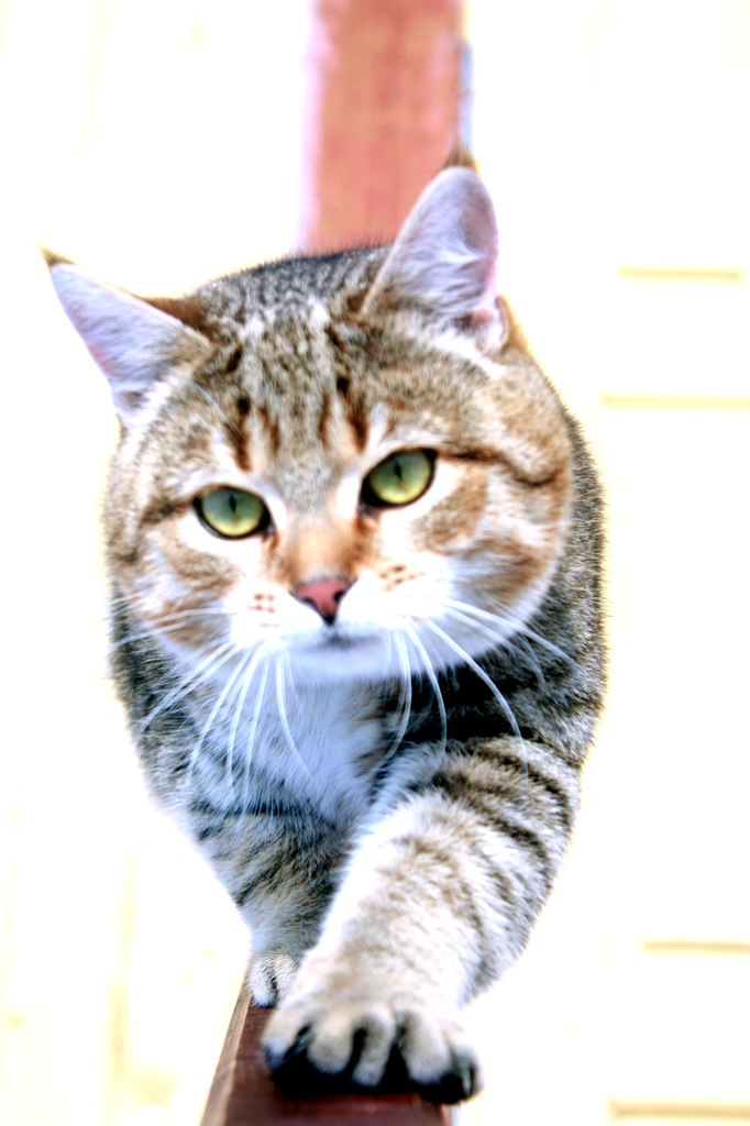 Евгения Мазур | Санкт-Петербург