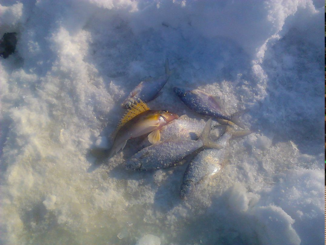 Артем Дубровский | Речица