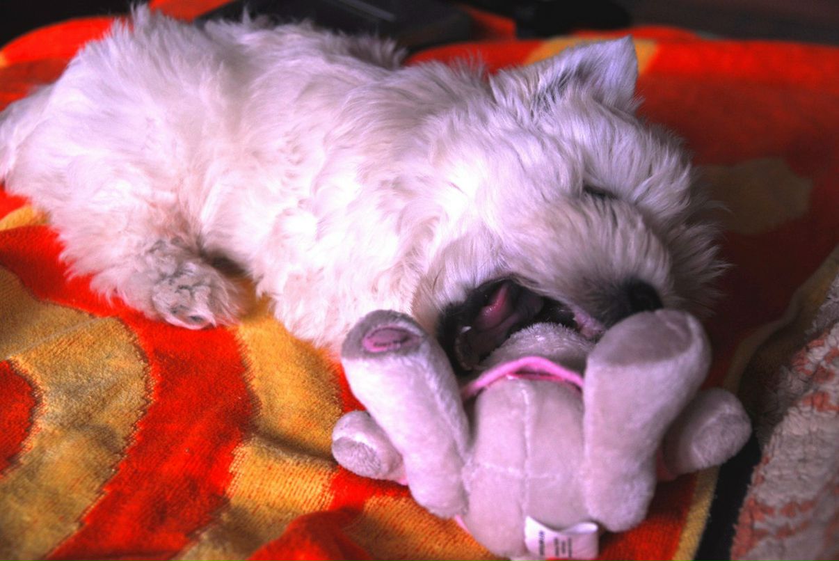 Света Купцова | Москва