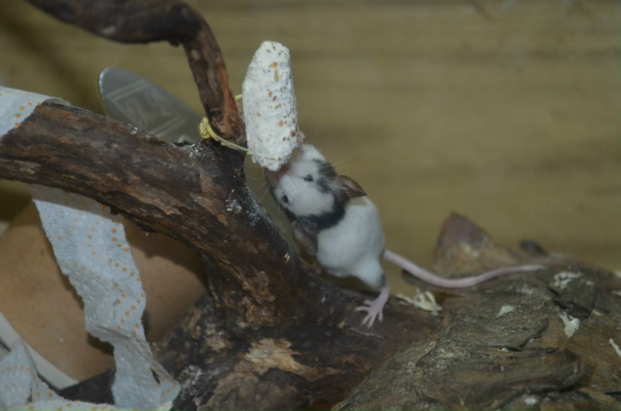 Ольга Яфарова Orlandina | Мурманск