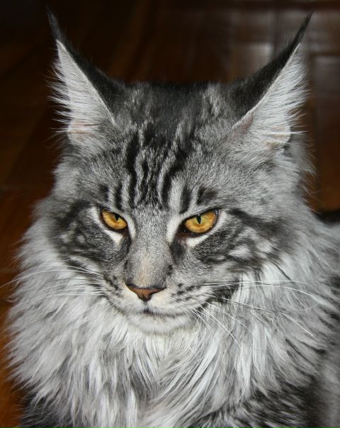 №38, Евгений Симонович, Москва №38, Евгений Симонович, Москва