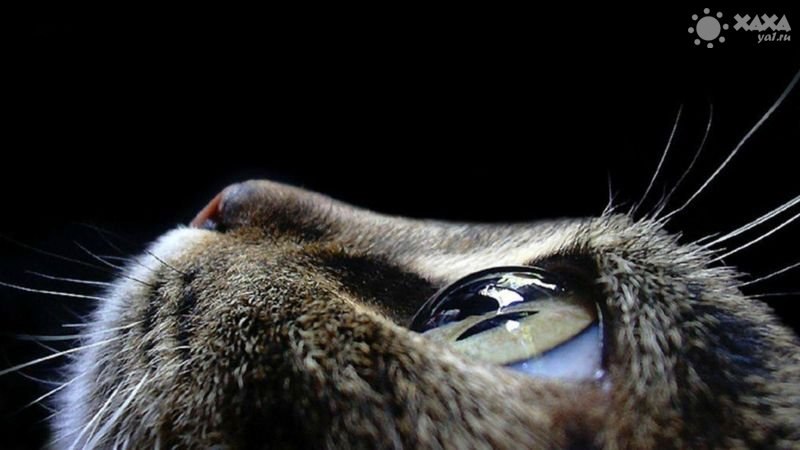 Ирина Яковлева Вячеслав кыыьа | Якутск