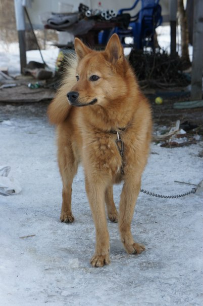№16, Антон Максименко, 38 лет, Санкт-Петербург, Россия №16, Антон Максименко, 38 лет, Санкт-Петербург, Россия