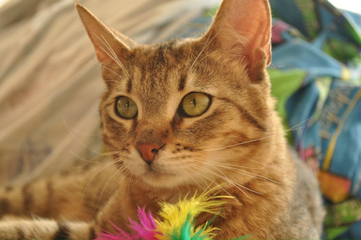 Константин Рагулин | Москва