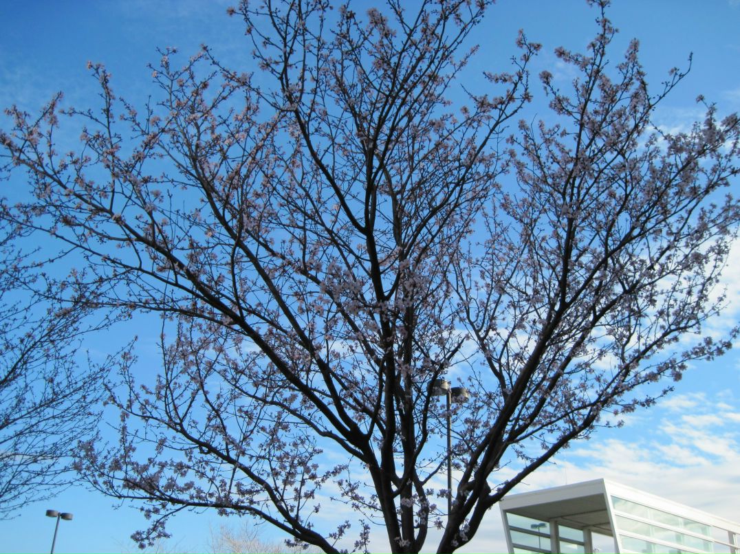 Елена Маневич | San Jose