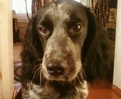 Сергей Дмитриевский | 