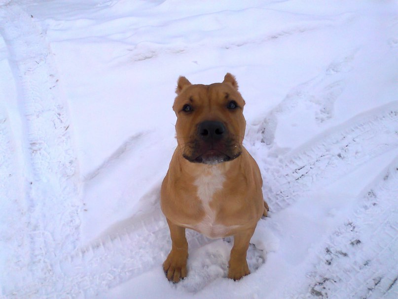 Archibalt Volkovichus | Харьков