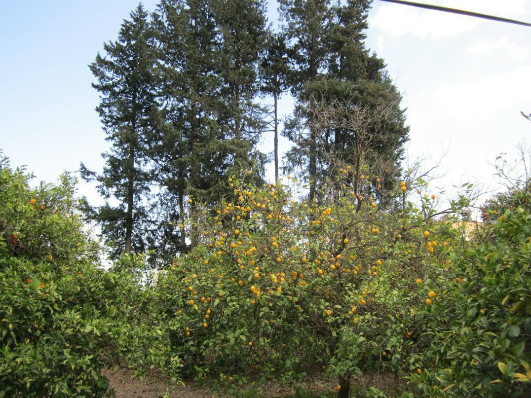 Александр Комаров | Иваново