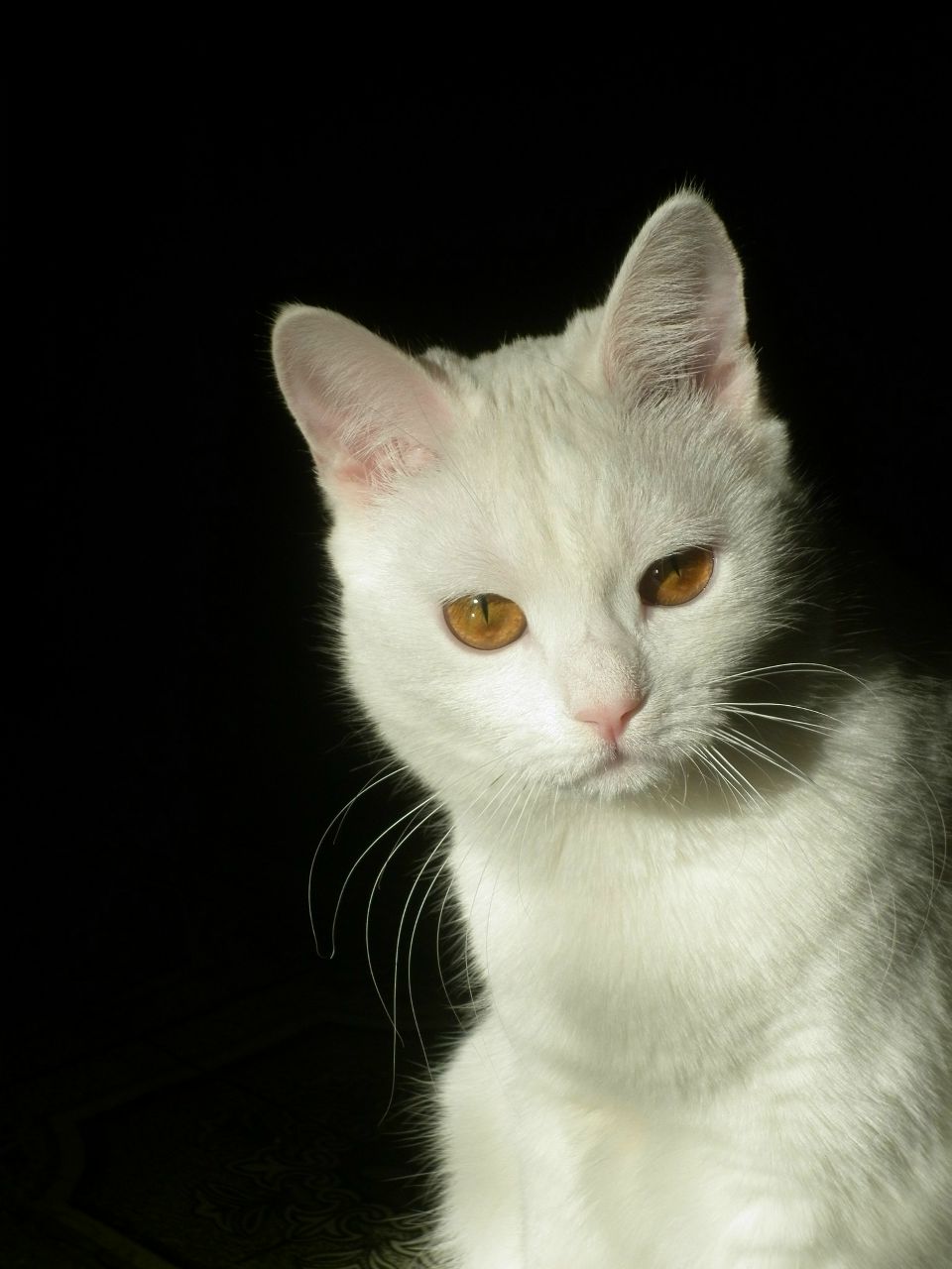 Катерина Полугодина | Пенза