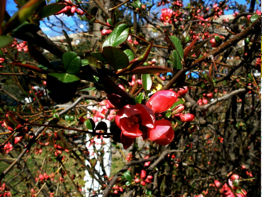 Елена Тарасова ☆☆RED FOX ☆☆ | Тверь