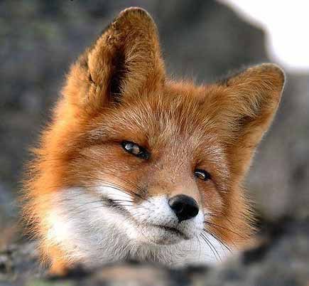 Аня Митькина D34d4l1c3 | Москва