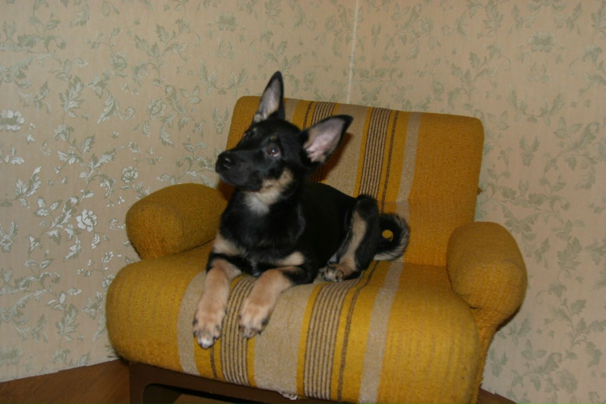 Алексей Шевченко | Санкт-Петербург