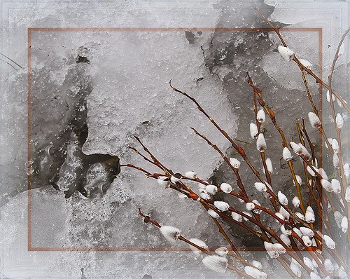 Елена Ахо | Петрозаводск