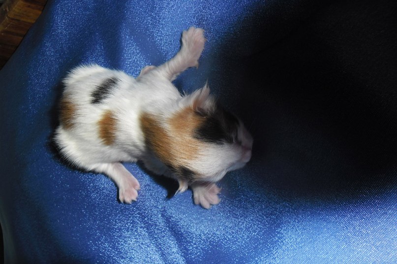 Зоя Мелкуева | Олонец