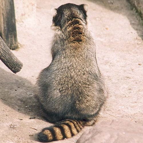 Степанида Лерман | 