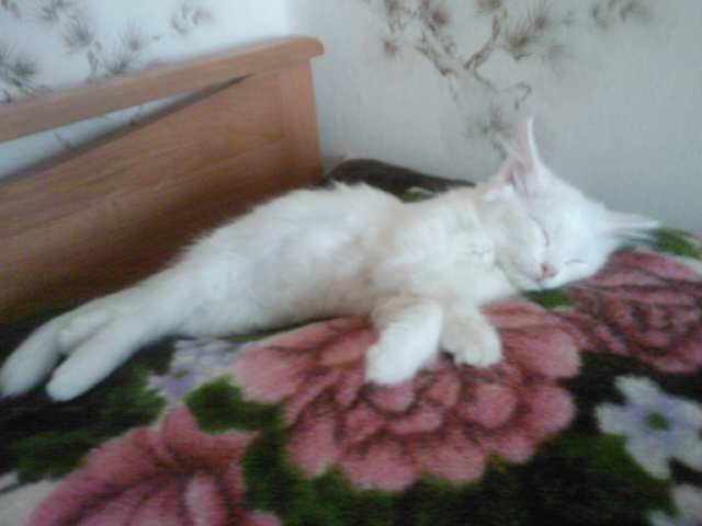 Катюшка Жевагина | 