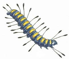 Василиса Соколова | Москва