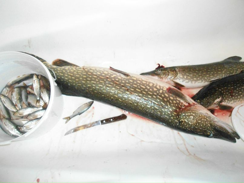 Ольга Кирпа | Боровичи