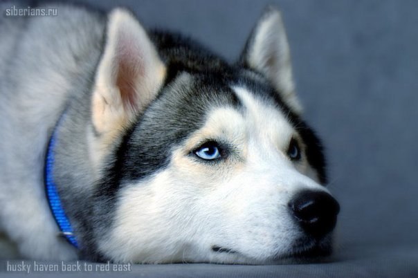 Людмила Angel | 