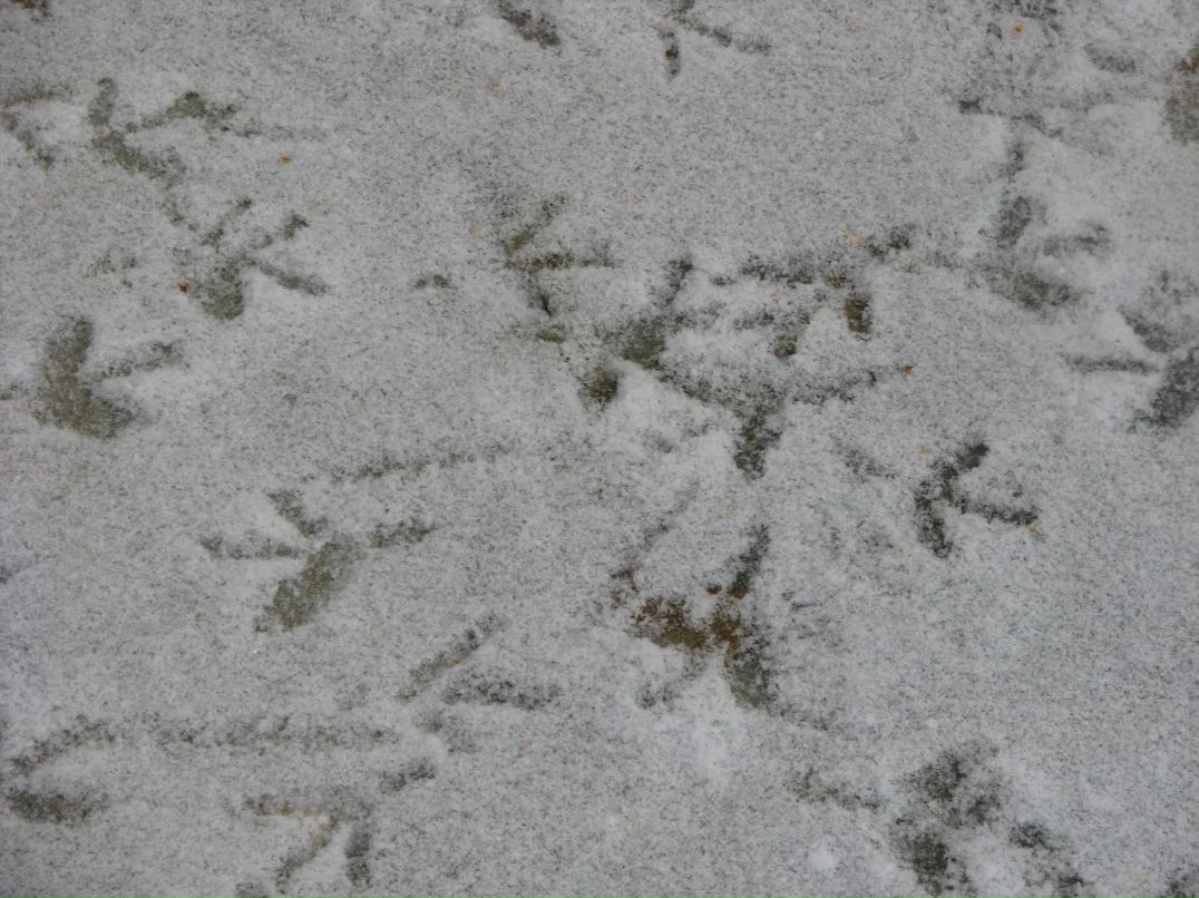 Надежда Сысолятина | Тюмень