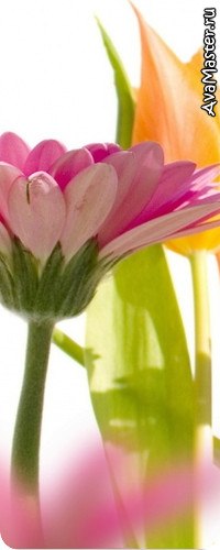 Елена Римович | 