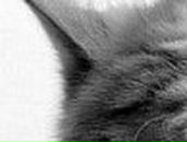 Виктория Медведева ♥Ƹ̴Ӂ̴Ʒ♥!КЫСЬ-МУРЫСЬ!♥Ƹ̴Ӂ̴Ʒ♥ | Мирный