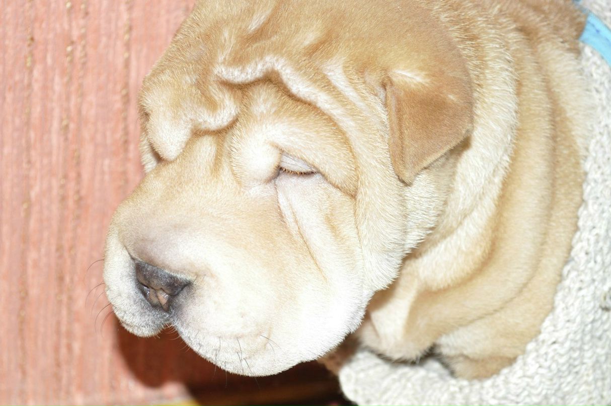 Анютка Николаенко | Киев