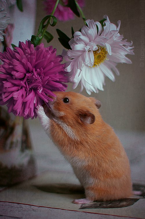 Inderjit Singh | Pathankot