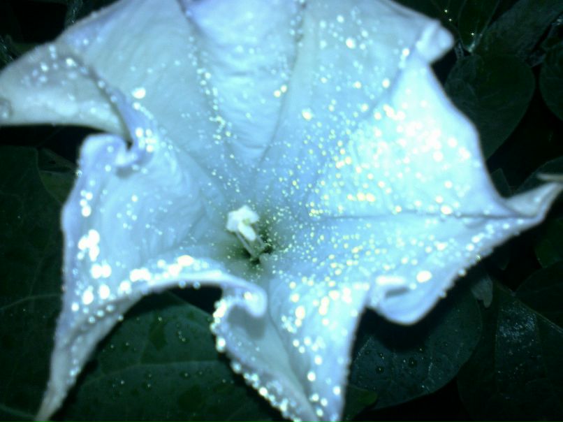 Светлана Колосова | Санкт-Петербург