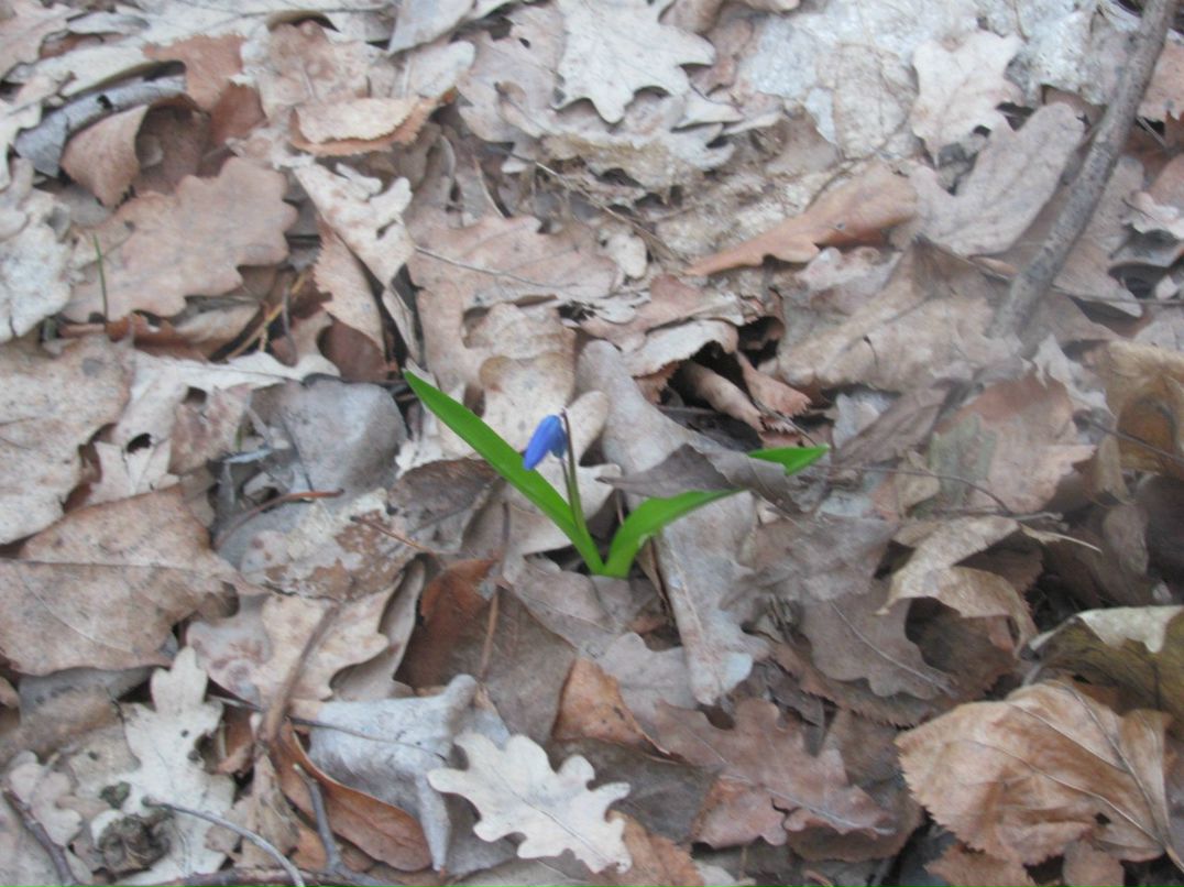 Надежда Санина | Харьков