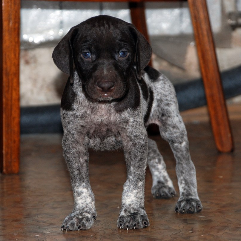 Гоша Смирнов | Ярославль