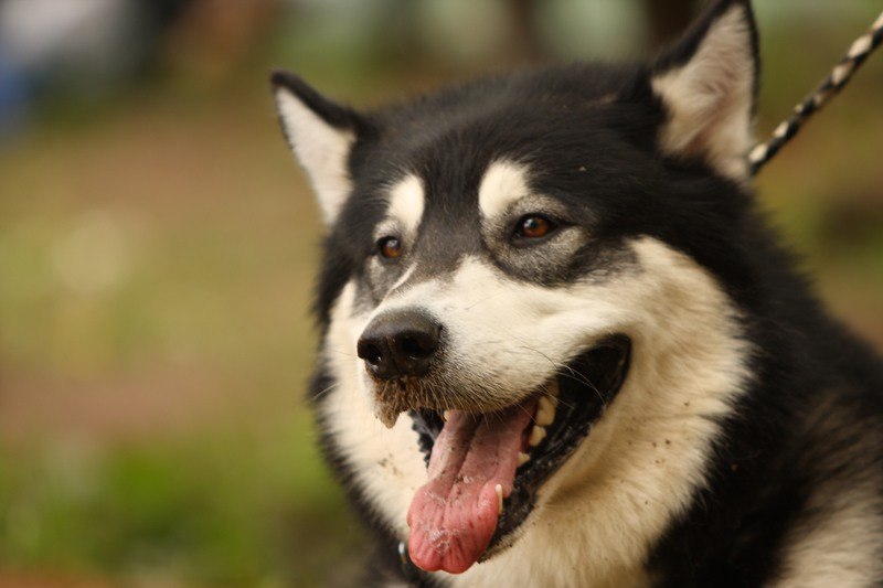 Миша Комаров | Казань