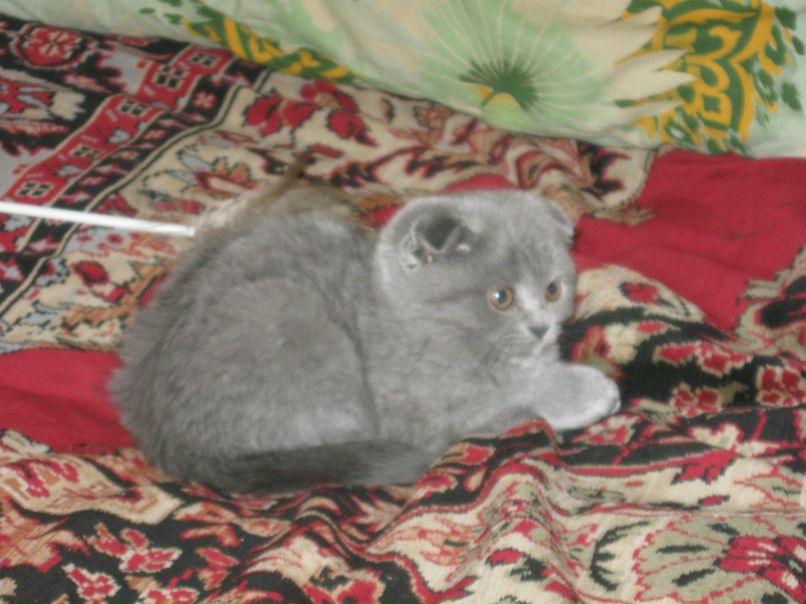 Алёна Шилова | Москва