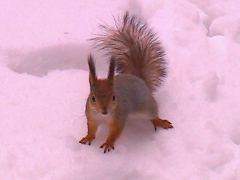 Олеся Сунцова | 