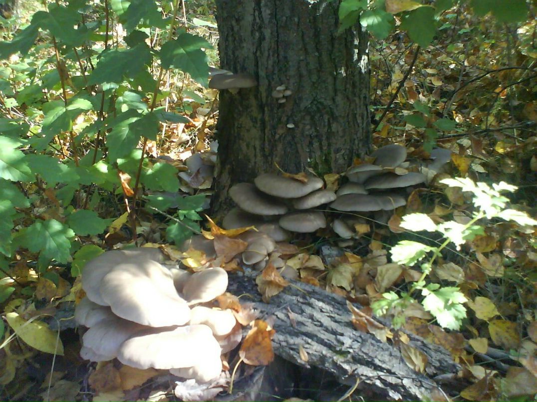 Елена Чуканова | Курск