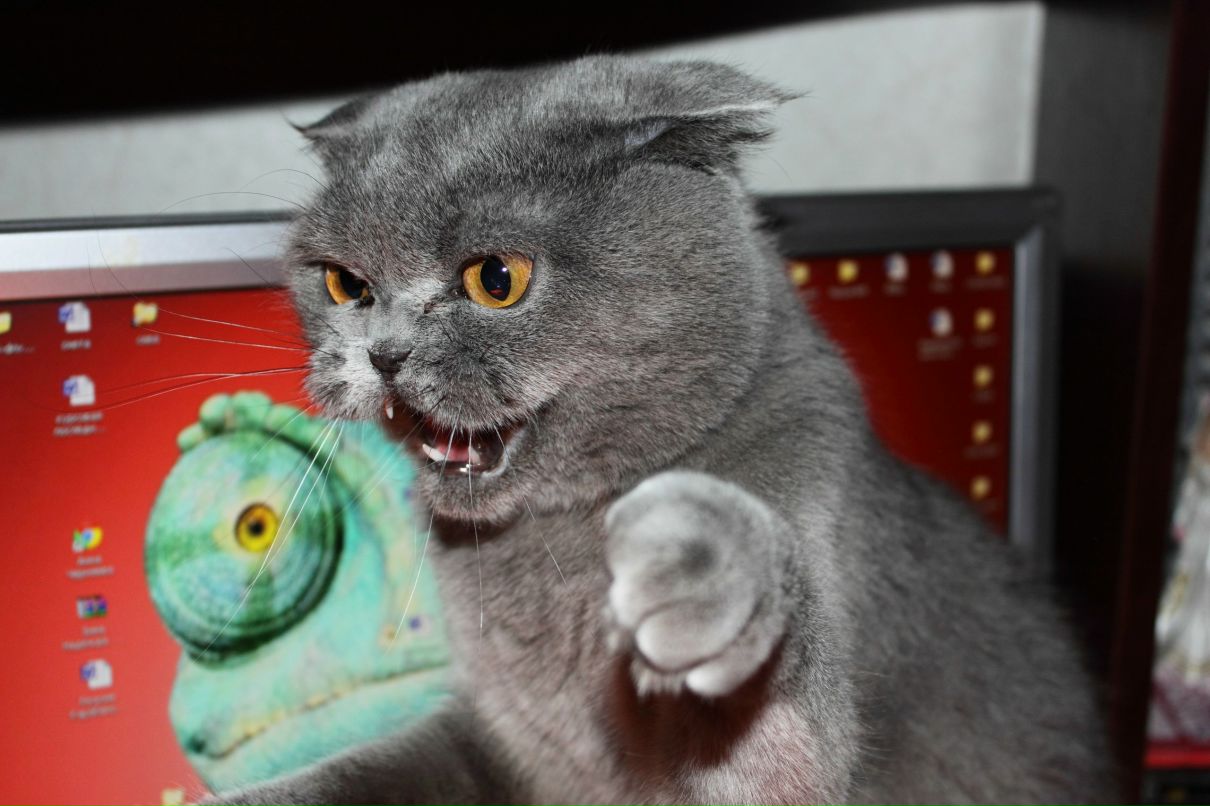 Дарья Карабанова | Великий Новгород