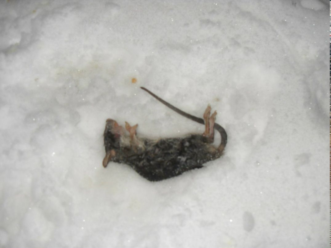 Александр Пушной | 