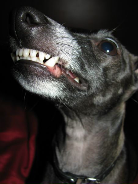 №4, Ника Шах №4, Ника Шах