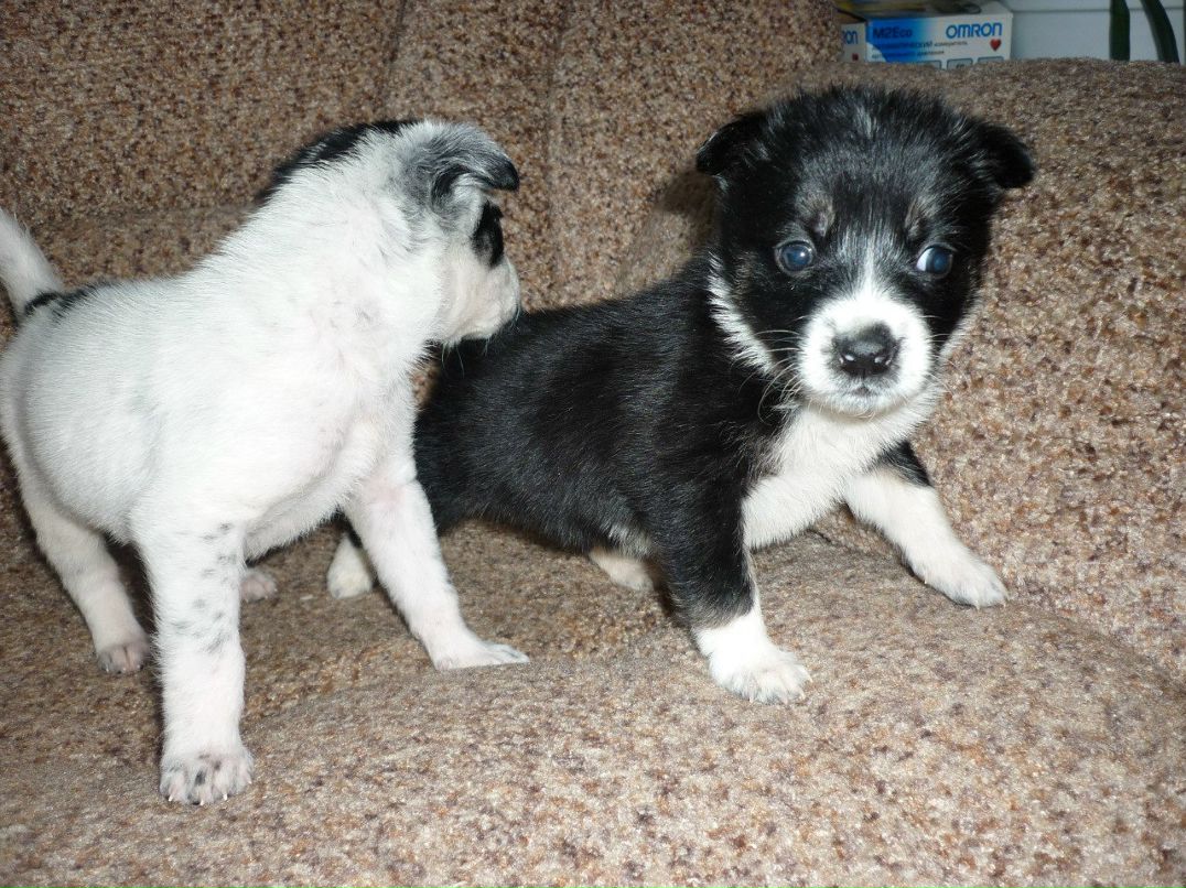 Славяна Дернова | Железногорск