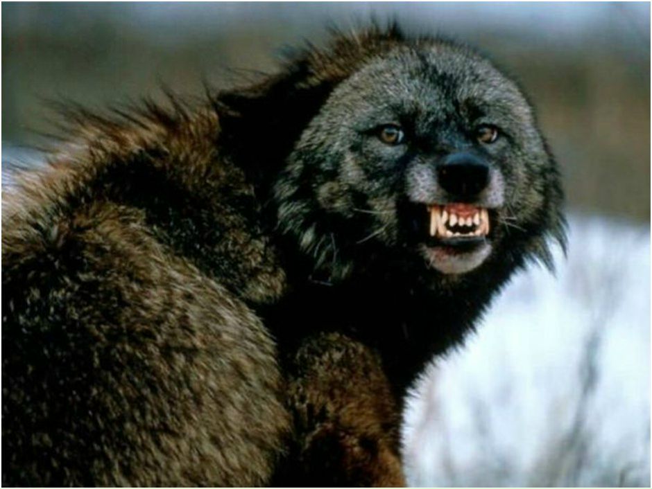 Серёга Дубков Volk | Нижний Новгород