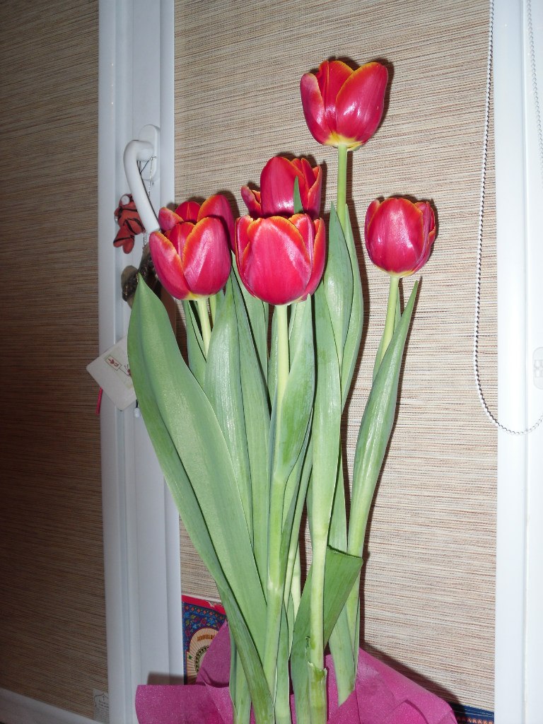 Michelle Tul | Омск