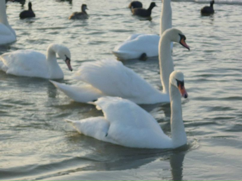 Наталья Брянская | Брянск