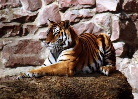 Armenian Boy | Москва