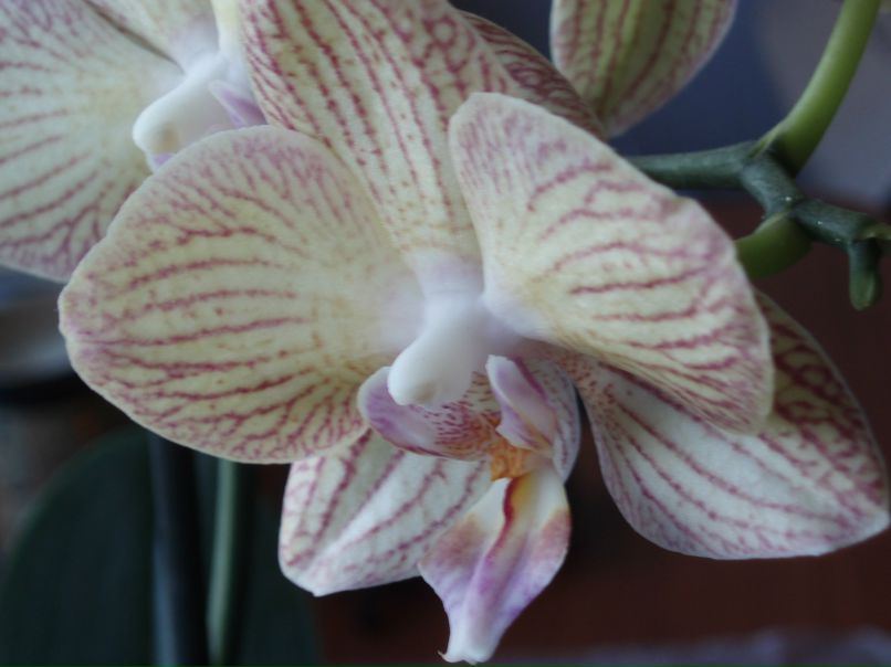 Ирина Кузнецова koshka | Калининград