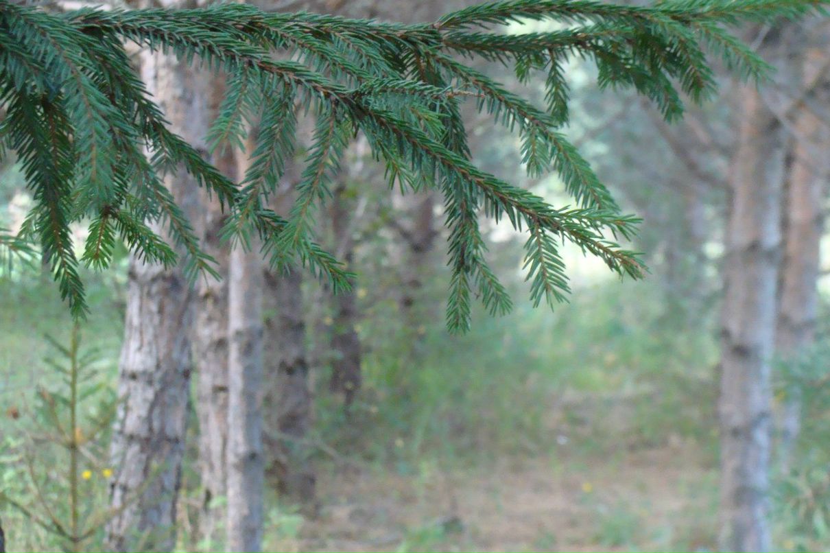 Наталья Меркулова | 