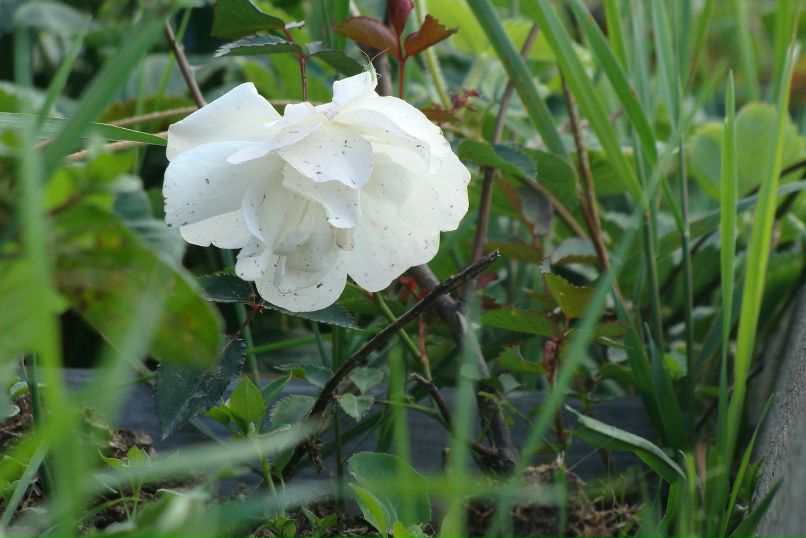 Наталья Меркулова | 