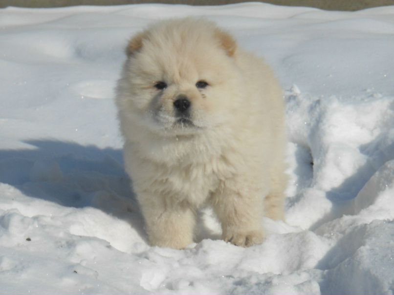 Никита Новиков | Изобильный