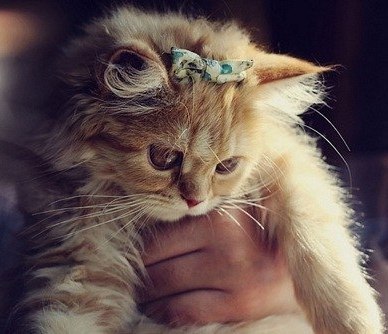 Елена Щипцова | Тюмень