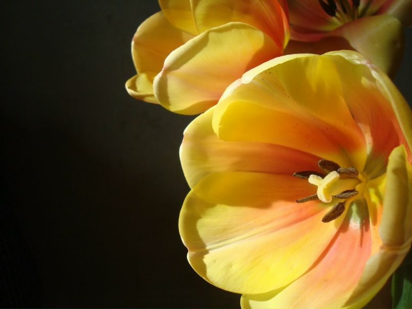 Анна Степанцова | Харьков